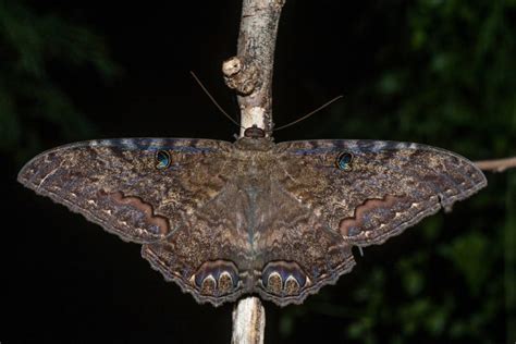 Unlocking the Secrets of the Black Witch Moth's Good Luck Powers